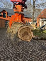 Pappel Stamm Nr. 001 – Bild 3