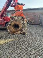 Pappel Stamm Nr. 001 – Bild 4