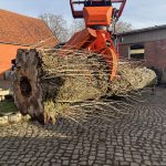 Pappel Stamm Nr. 001