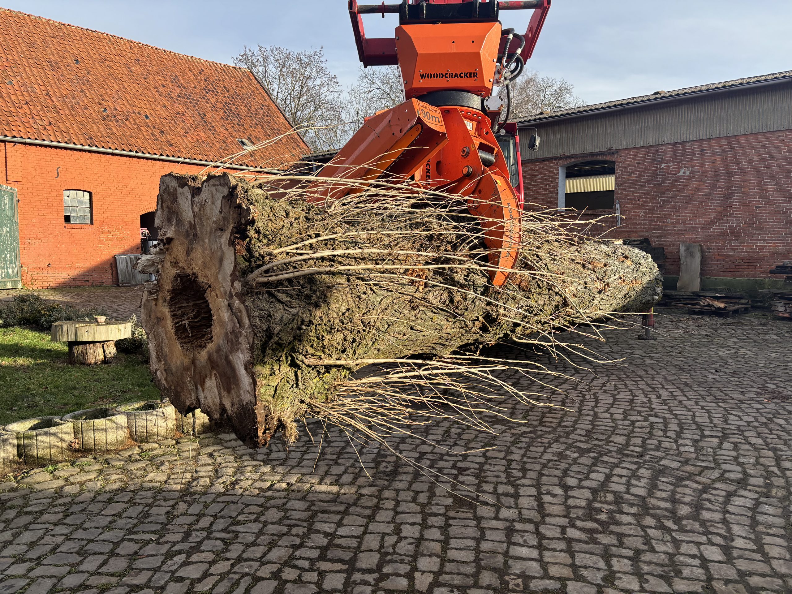 IMG_4178 Pappel Stamm Nr. 001 – Bild 1