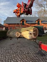 Pappel Stamm Nr.004 – Bild 3