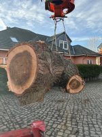 Pappel Stamm Nr.004 – Bild 4