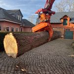 Pappel Stamm Nr. 002