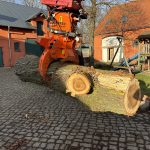 Pappel Stamm Nr. 003