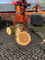 Pappel Stamm Nr. 003 – Bild 2