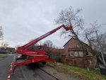Baumfällung mit Fällkran – Bild 2