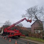 Baumfällung mit Fällkran