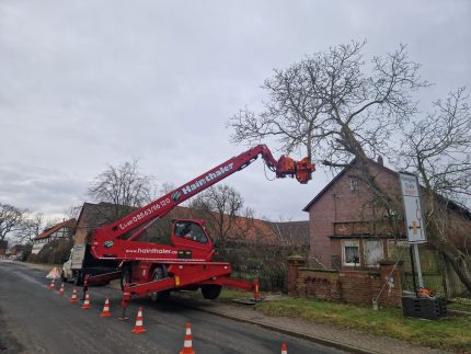 Baumfällung mit Fällkran